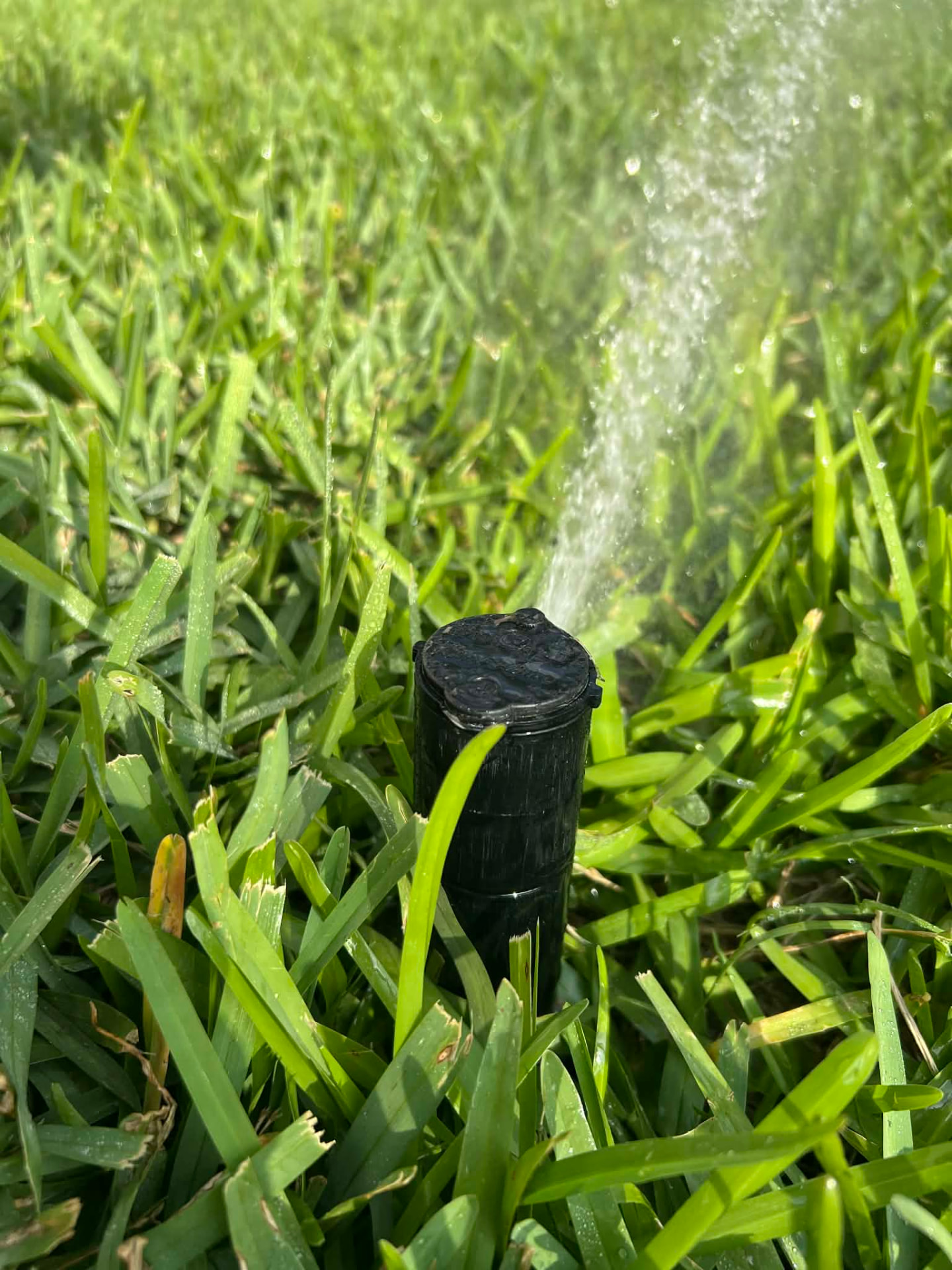 Close-up of a pop-up sprinkler head spraying water over healthy green grass